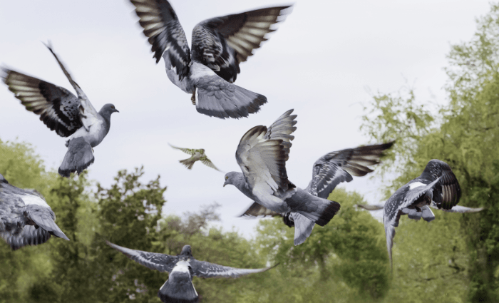 Vliegende duiven