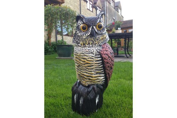 Sierlijke uil met draaiende kop